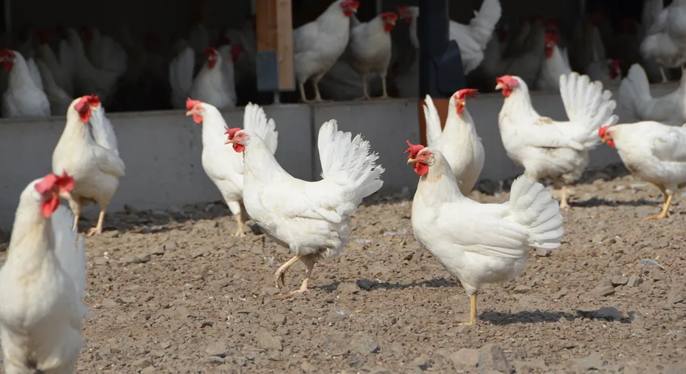 252049 Victorsson Poultry_03