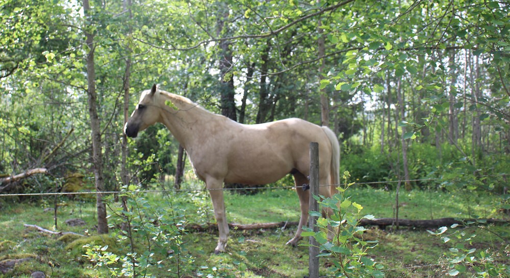 253061 Emjoy horses_03