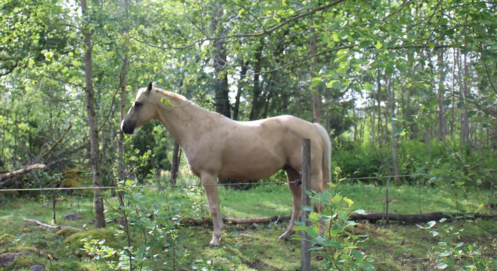 253061 Emjoy horses_03