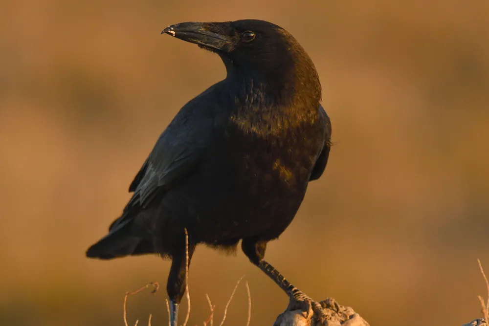 Innovativ metod där kråkor samlar skräp i Södertälje