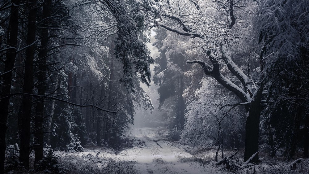wallpapersden.com_winter-path-hd_1920x1080