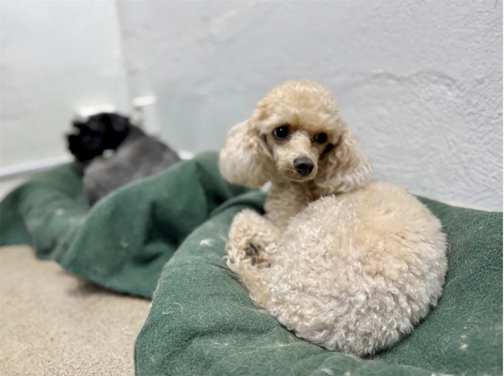 Skärmavbild 2026-01-07 kl. 10.02.29