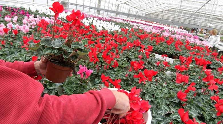 125098.landqvist.handels.bild2