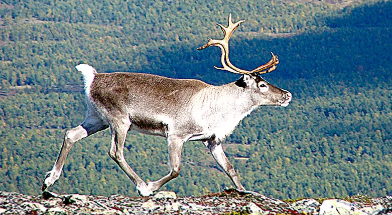 131149_storasjofallet3