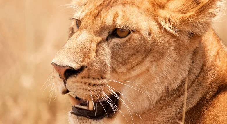 132009africanatravel4