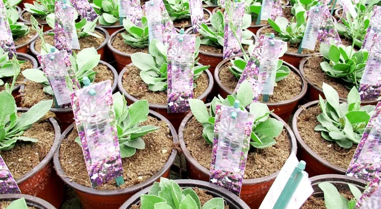 133149.wennbergs.tradgard.1