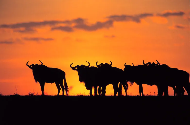 134038_kenzan_tours.1