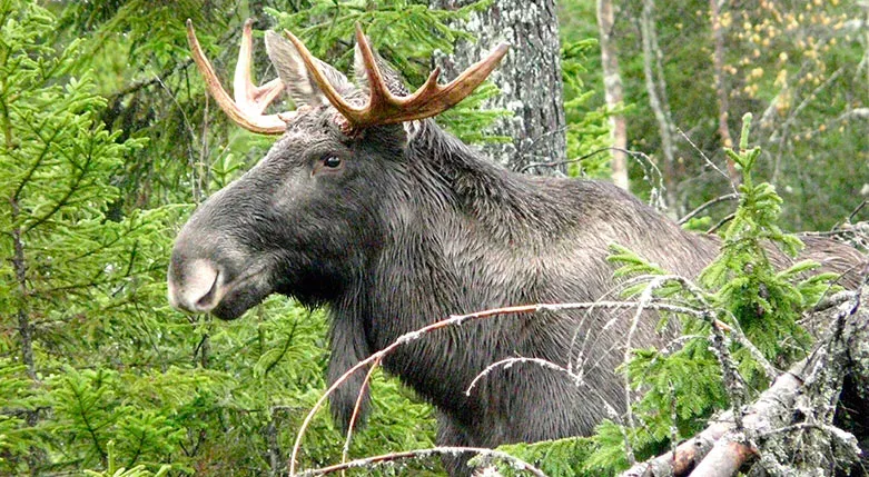 134045_wildlive_Adventures