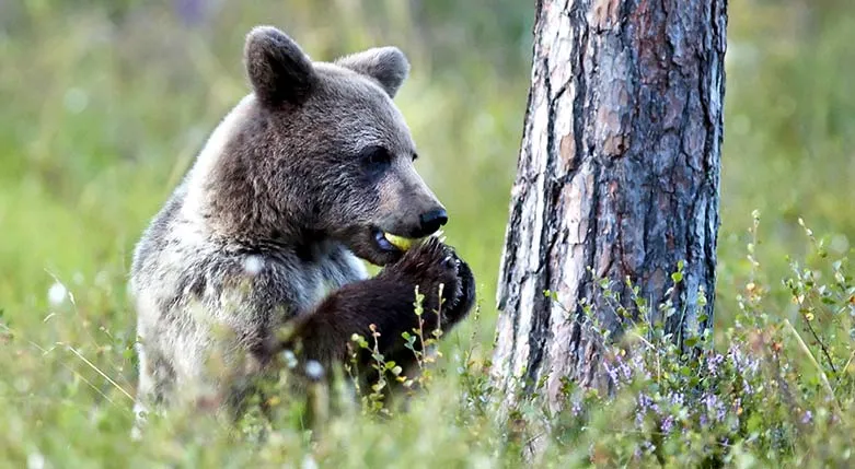 141113-VargasVildmarks