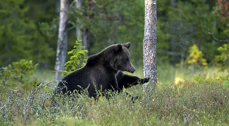 141113-VargasVildmarks2