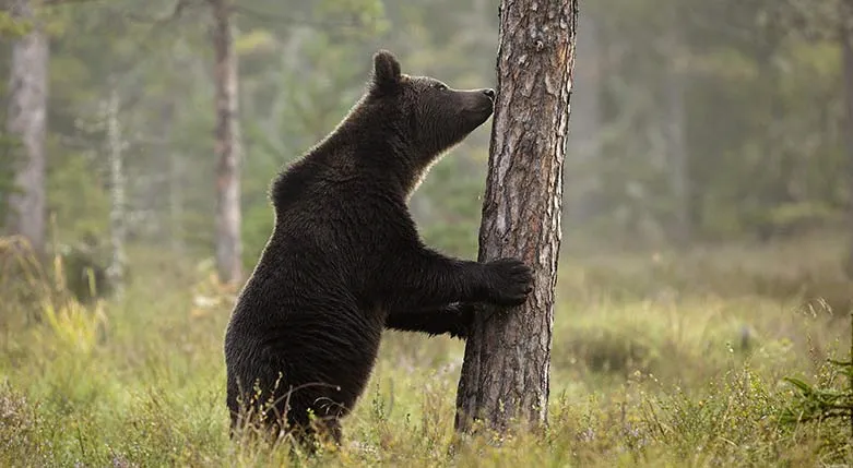 141113-VargasVildmarks3