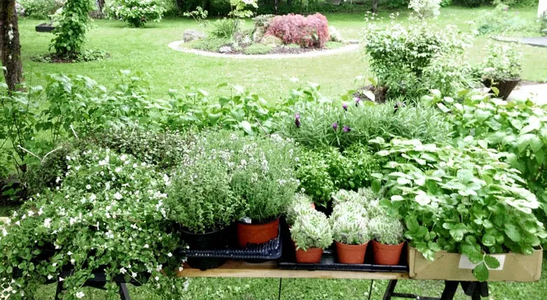 142115-tradgardsrummet