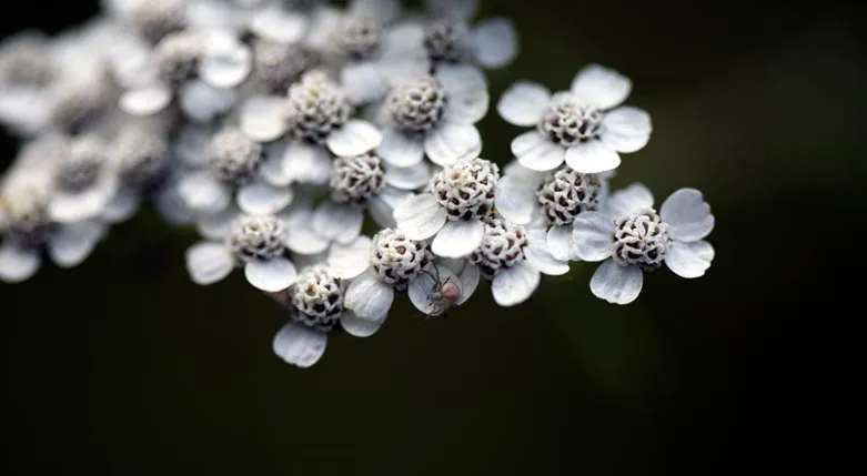 142119-hjelteiTradgardden