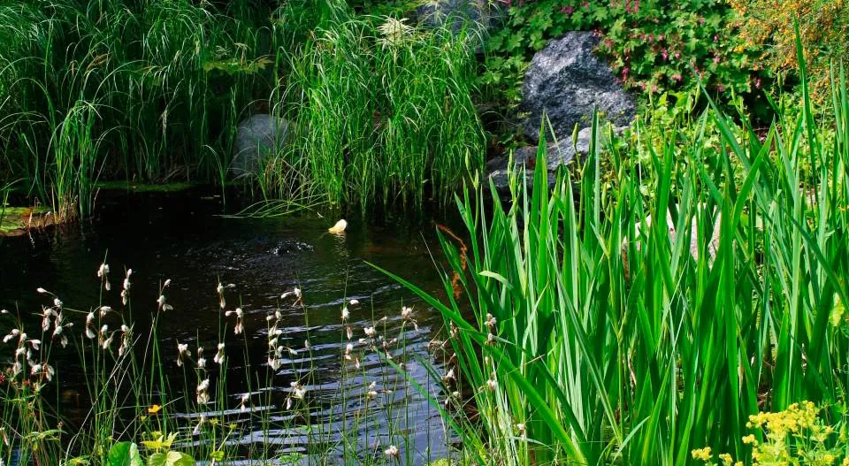 142154-piteahandelstradgard