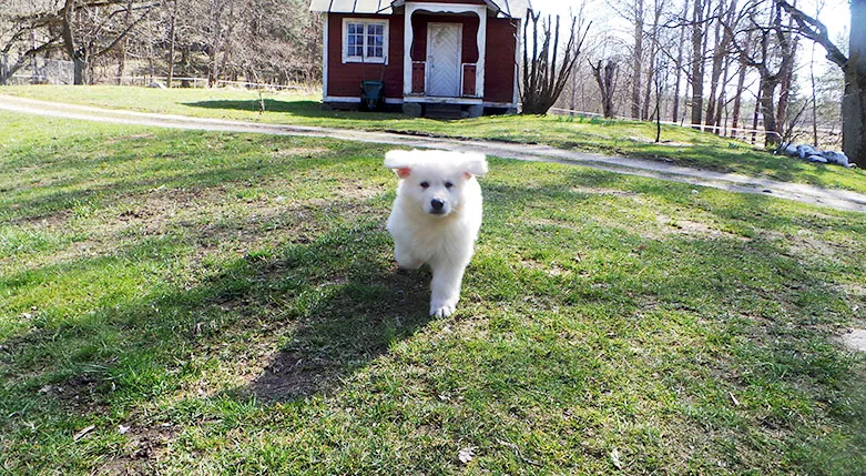 144074-Lydiga-Tassar