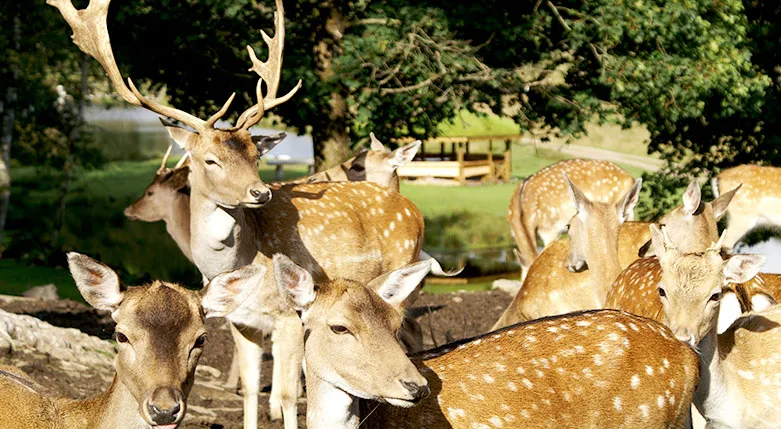 144094-Ulvereds-Hjorthagn3