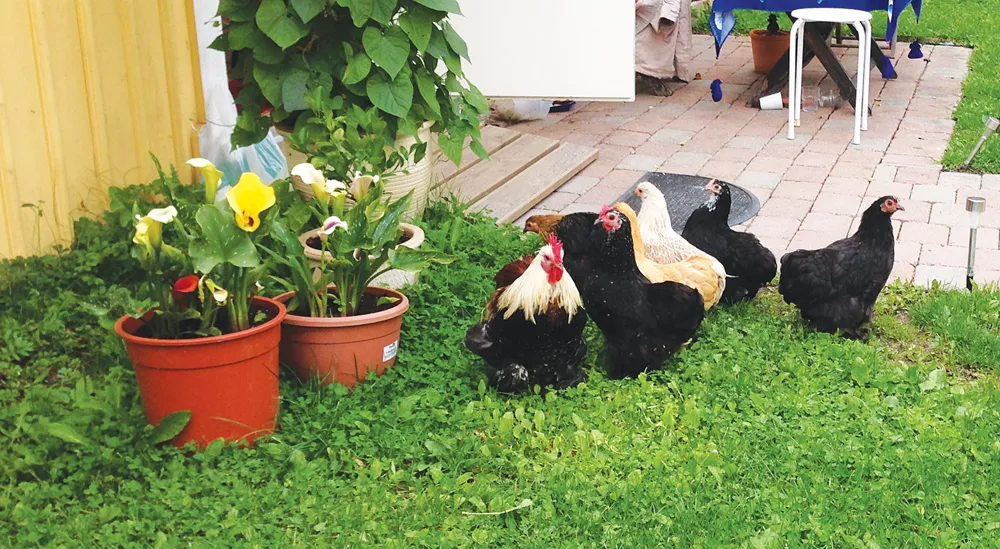 152090-skolbergaHVB1