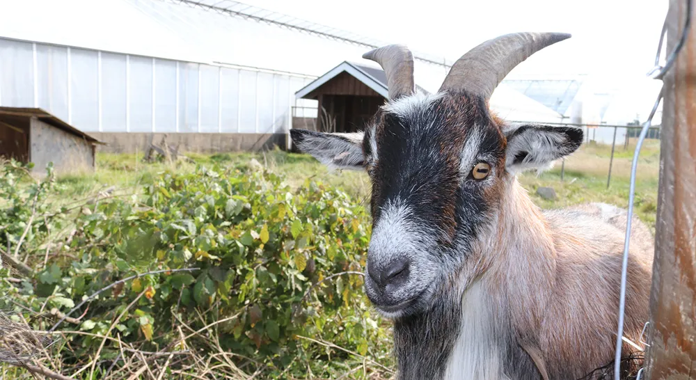 Akrabergstradga°rd_6