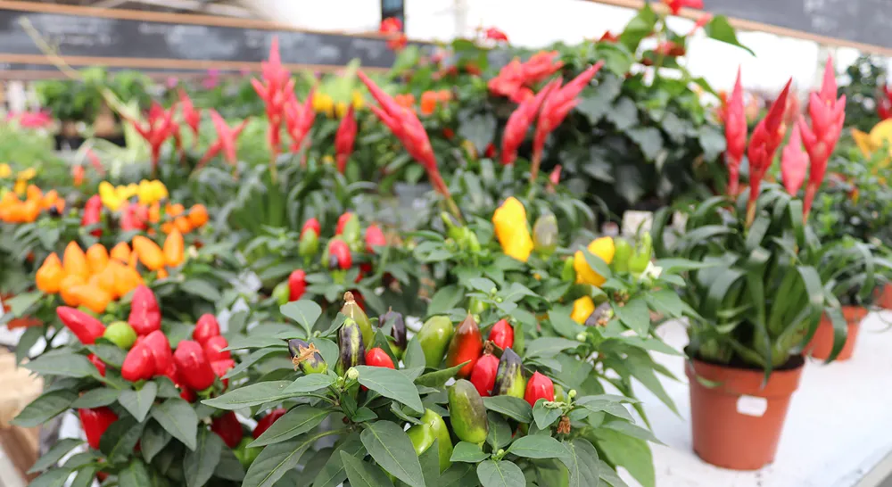 Akrabergstradga°rd_7