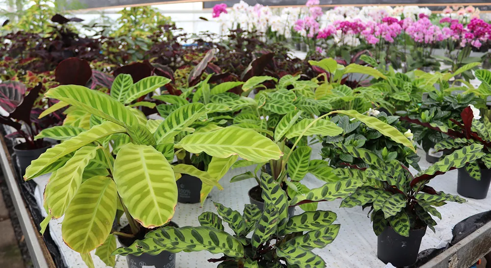 Akrabergstradga°rd_9