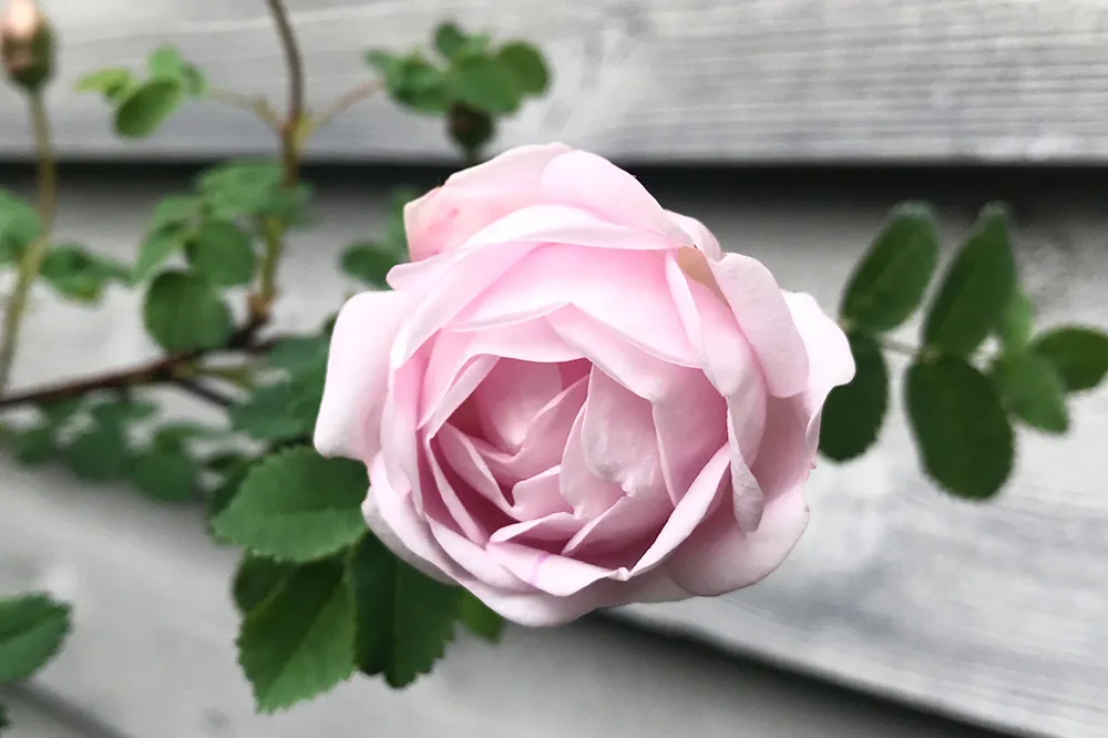 EM_ahnell-tradgard_05